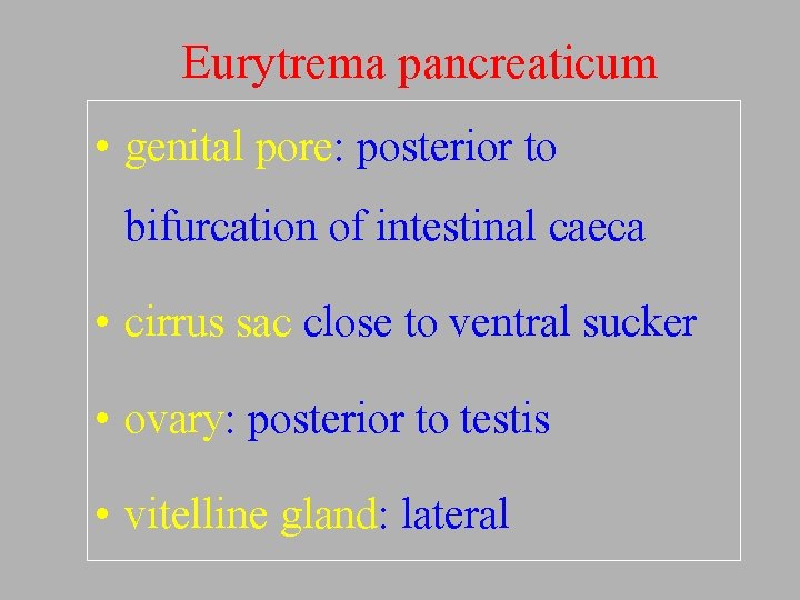 Eurytrema pancreaticum • genital pore: posterior to bifurcation of intestinal caeca • cirrus sac