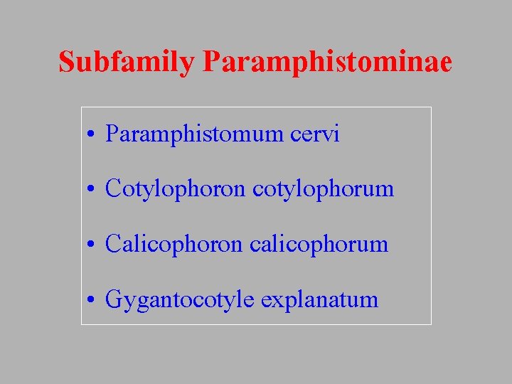 Subfamily Paramphistominae • Paramphistomum cervi • Cotylophoron cotylophorum • Calicophoron calicophorum • Gygantocotyle explanatum