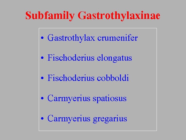 Subfamily Gastrothylaxinae • Gastrothylax crumenifer • Fischoderius elongatus • Fischoderius cobboldi • Carmyerius spatiosus