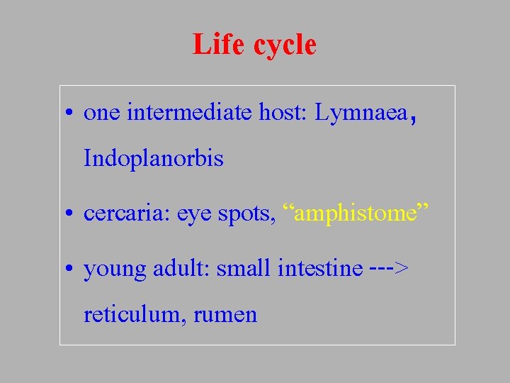 Life cycle • one intermediate host: Lymnaea, Indoplanorbis • cercaria: eye spots, “amphistome” •