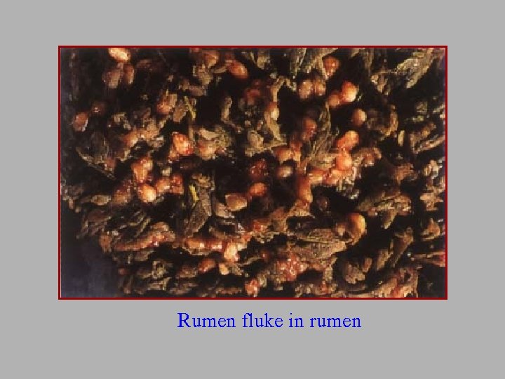 Rumen fluke in rumen 