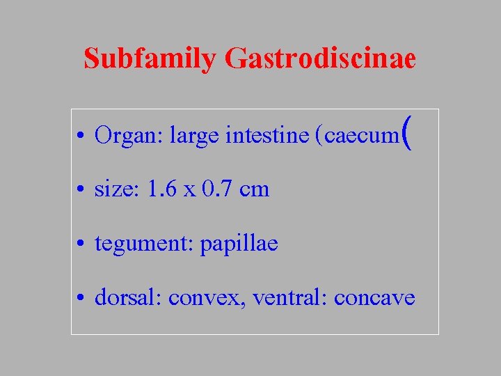 Subfamily Gastrodiscinae • Organ: large intestine (caecum( • size: 1. 6 x 0. 7