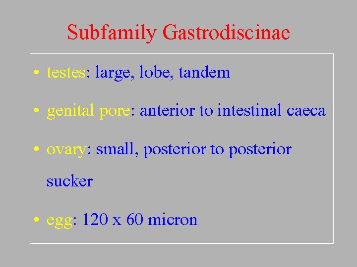 Subfamily Gastrodiscinae • testes: large, lobe, tandem • genital pore: anterior to intestinal caeca