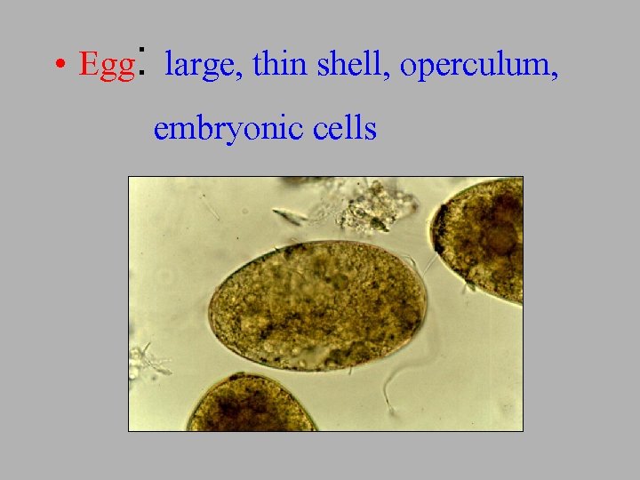  • Egg: large, thin shell, operculum, embryonic cells 