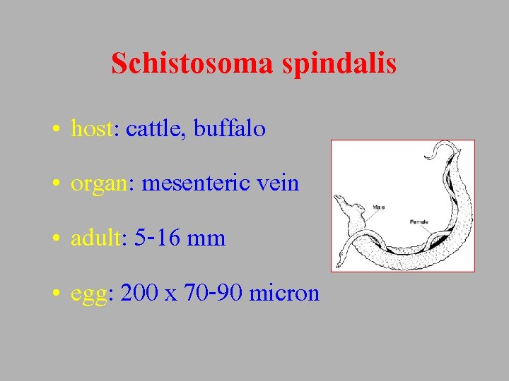 Schistosoma spindalis • host: cattle, buffalo • organ: mesenteric vein • adult: 5 -16