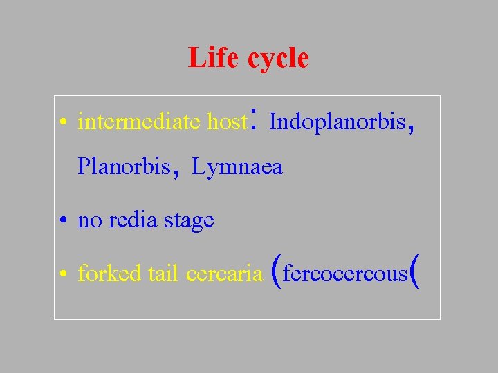 Life cycle • intermediate host: Indoplanorbis, Planorbis, Lymnaea • no redia stage • forked