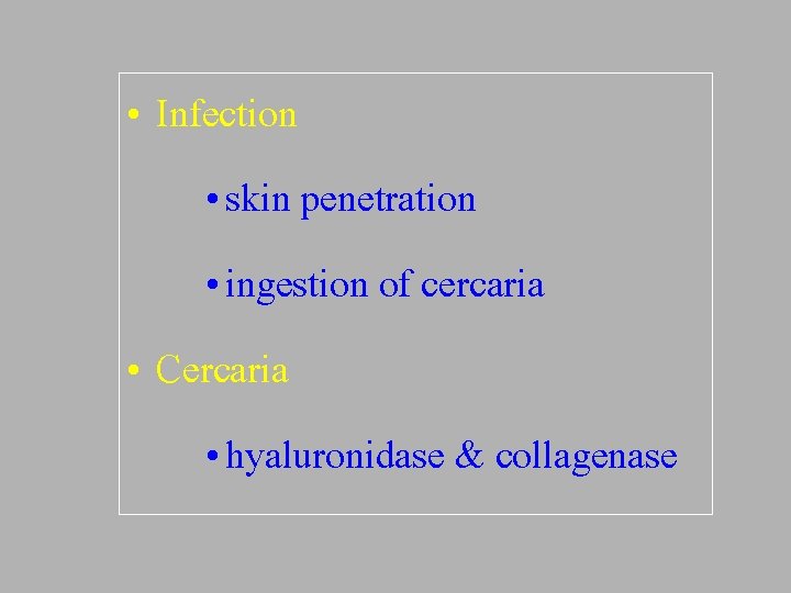  • Infection • skin penetration • ingestion of cercaria • Cercaria • hyaluronidase