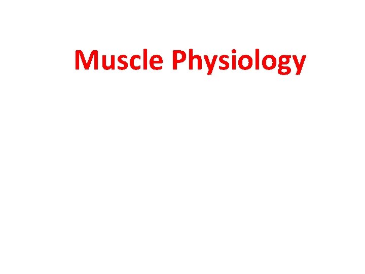 Muscle Physiology 