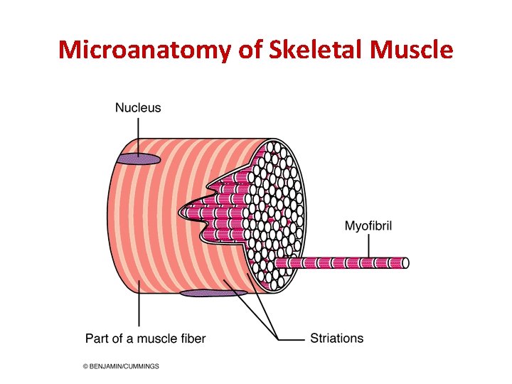 Microanatomy of Skeletal Muscle 