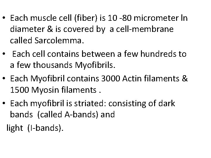  • Each muscle cell (fiber) is 10 -80 micrometer ln diameter & is