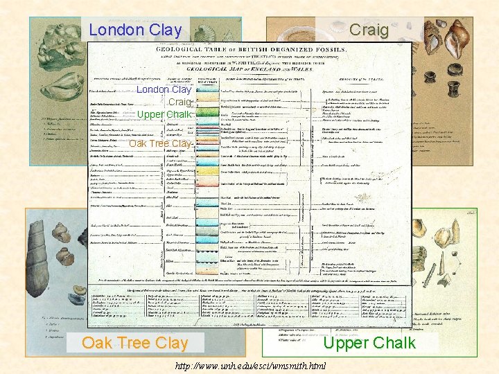 London Clay Craig Upper Chalk Oak Tree Clay Upper Chalk http: //www. unh. edu/esci/wmsmith.
