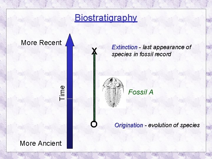 Biostratigraphy X Time More Recent Fossil A O More Ancient Extinction - last appearance