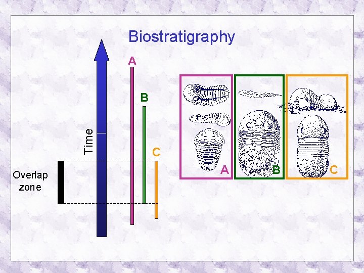 Biostratigraphy A Time B Overlap zone C A B C 