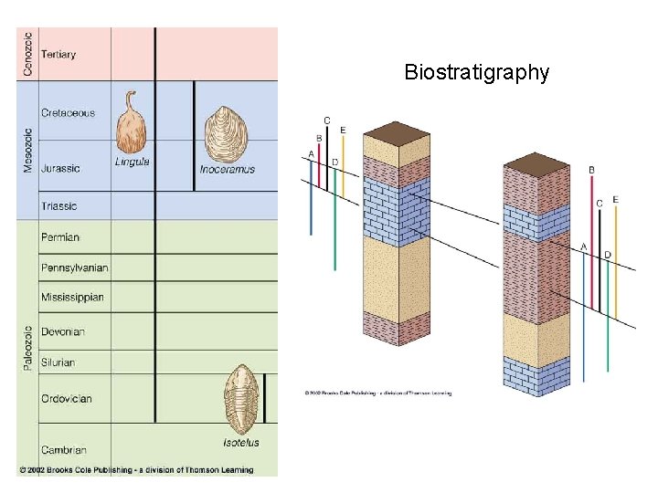 Biostratigraphy 