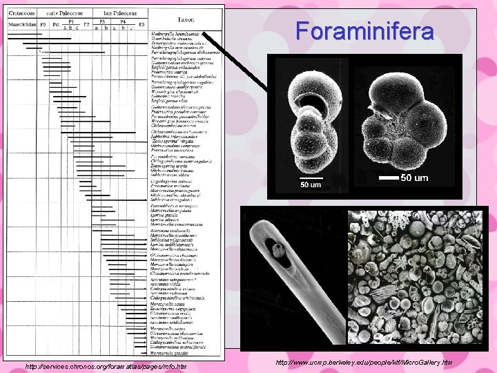 Foraminifera http: //services. chronos. org/foramatlas/pages/rcfo. htm http: //www. ucmp. berkeley. edu/people/klf/Micro. Gallery. htm 