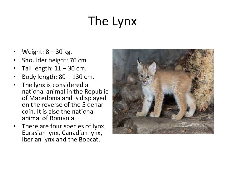 The Lynx Weight: 8 – 30 kg. Shoulder height: 70 cm Tail length: 11