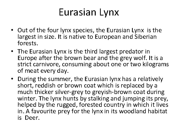 Eurasian Lynx • Out of the four lynx species, the Eurasian Lynx is the