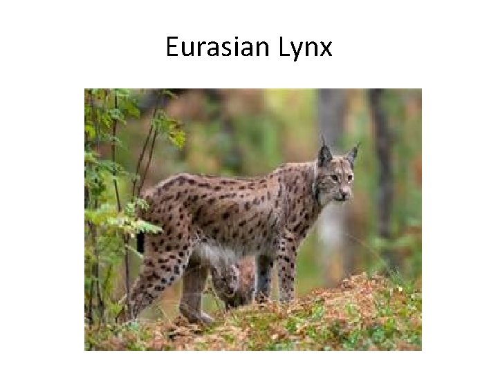 Eurasian Lynx 