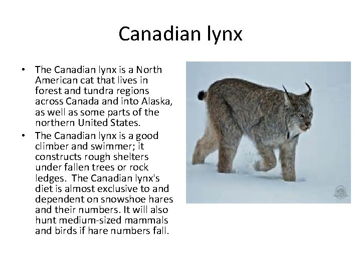Canadian lynx • The Canadian lynx is a North American cat that lives in