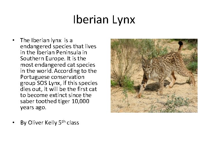 Iberian Lynx • The Iberian lynx is a endangered species that lives in the