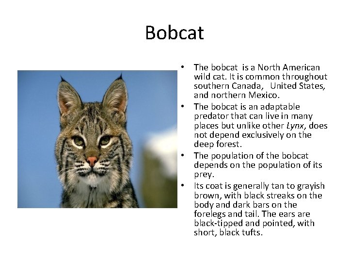 Bobcat • The bobcat is a North American wild cat. It is common throughout