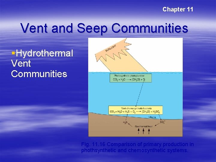 Chapter 11 Vent and Seep Communities §Hydrothermal Vent Communities Fig. 11. 16 Comparison of Chapter 11 Vent and Seep Communities §Hydrothermal Vent Communities Fig. 11. 16 Comparison of