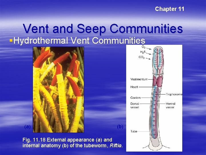 Chapter 11 Vent and Seep Communities §Hydrothermal Vent Communities (a) (b) Fig. 11. 18 Chapter 11 Vent and Seep Communities §Hydrothermal Vent Communities (a) (b) Fig. 11. 18