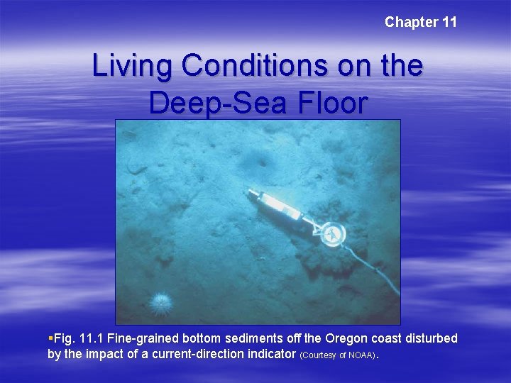 Chapter 11 Living Conditions on the Deep-Sea Floor §Fig. 11. 1 Fine-grained bottom sediments Chapter 11 Living Conditions on the Deep-Sea Floor §Fig. 11. 1 Fine-grained bottom sediments
