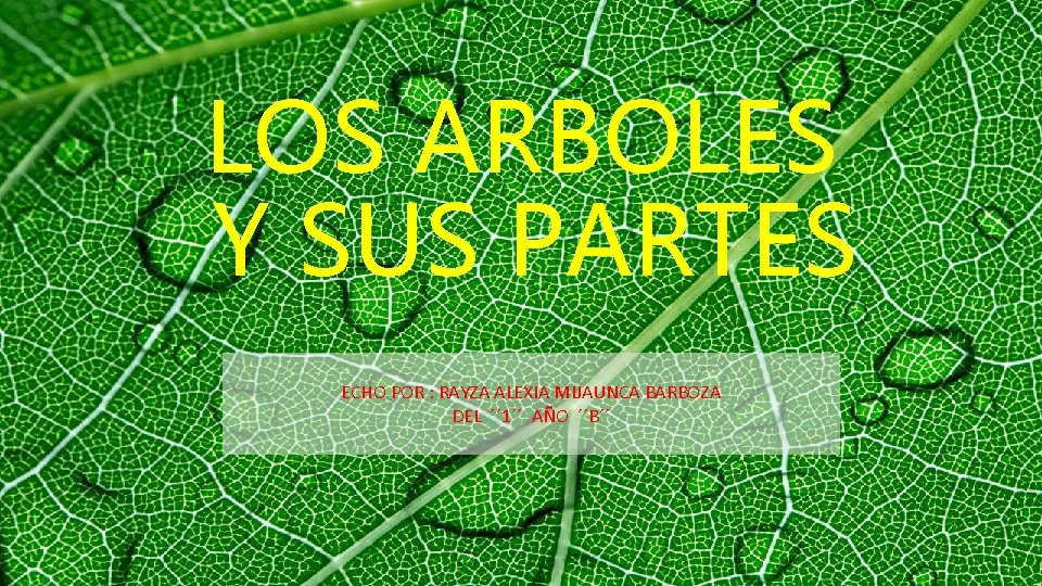 LOS ARBOLES Y SUS PARTES ECHO POR : RAYZA ALEXIA MIJAUNCA BARBOZA DEL ´´