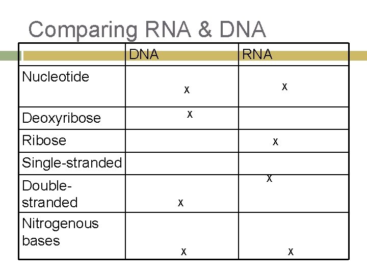 COMPARING RNA DNA Biology CP Phyllis Smith Comparing