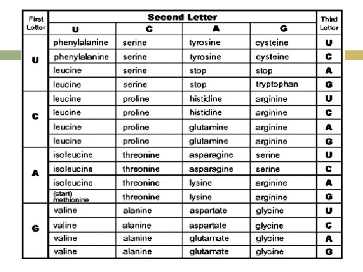 Comparing Rna Dna Biology Cp Phyllis Smith Comparing