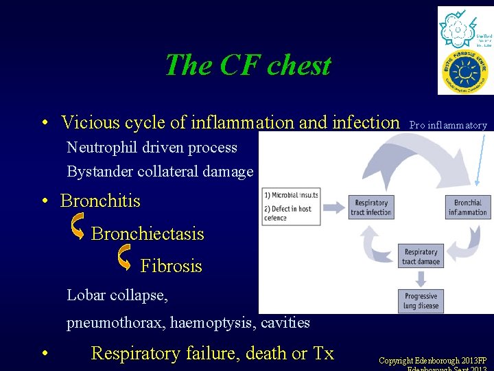 The CF chest • Vicious cycle of inflammation and infection Pro inflammatory Neutrophil driven The CF chest • Vicious cycle of inflammation and infection Pro inflammatory Neutrophil driven