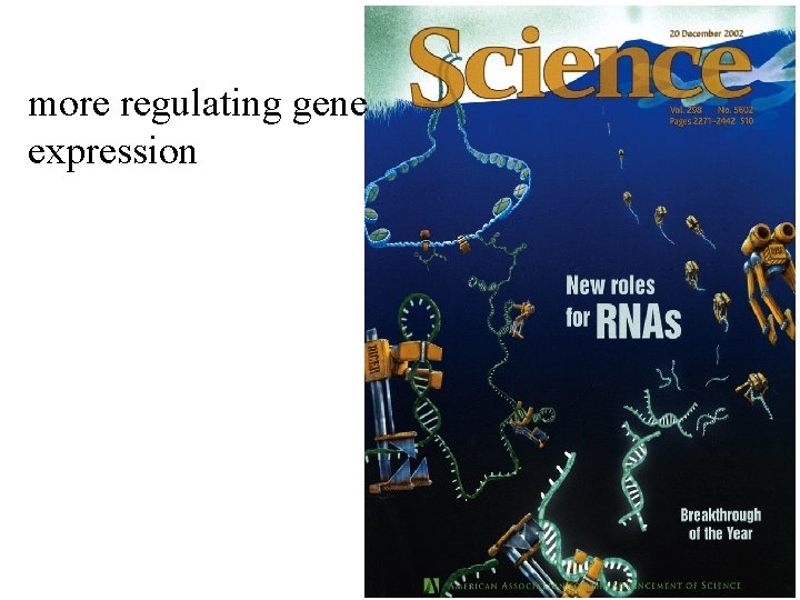 more regulating gene expression 