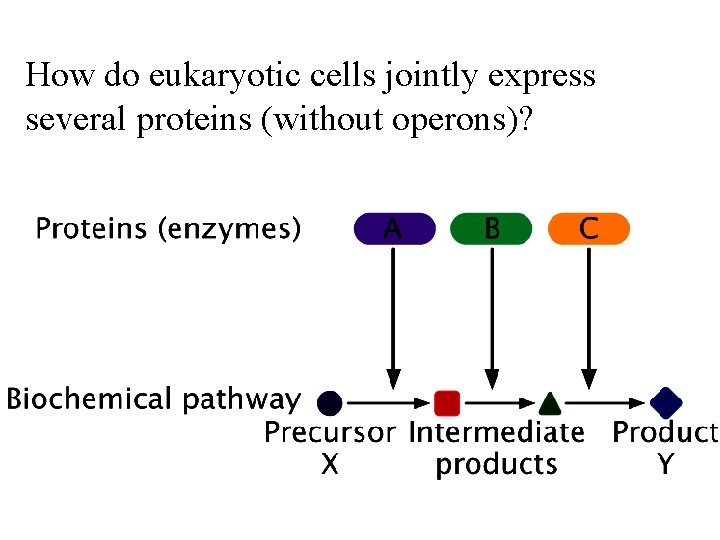 How do eukaryotic cells jointly express several proteins (without operons)? 