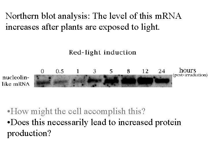 Northern blot analysis: The level of this m. RNA increases after plants are exposed
