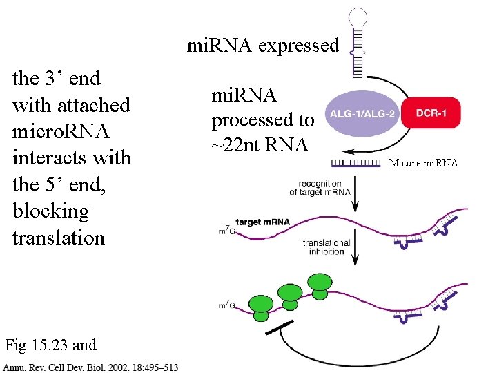 mi. RNA expressed the 3’ end with attached micro. RNA interacts with the 5’