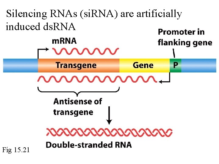 Silencing RNAs (si. RNA) are artificially induced ds. RNA Fig 15. 21 