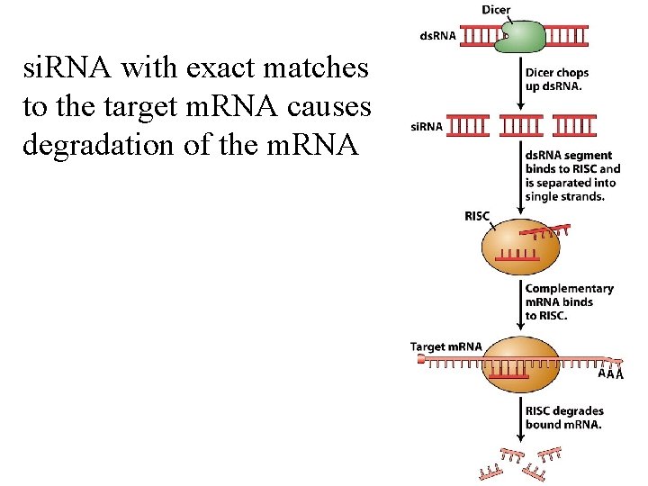 si. RNA with exact matches to the target m. RNA causes degradation of the