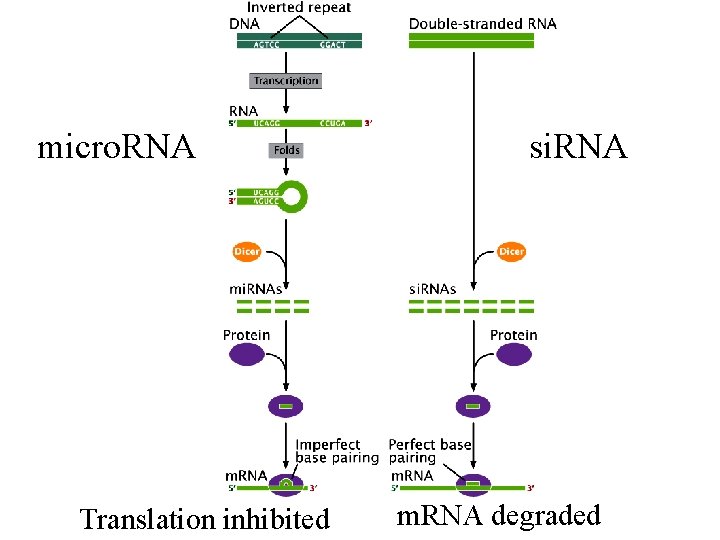 micro. RNA Translation inhibited si. RNA m. RNA degraded 