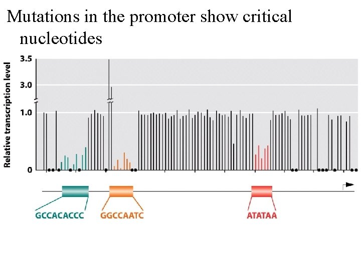 Mutations in the promoter show critical nucleotides 