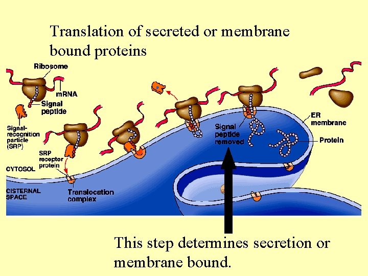 Translation of secreted or membrane bound proteins This step determines secretion or membrane bound.