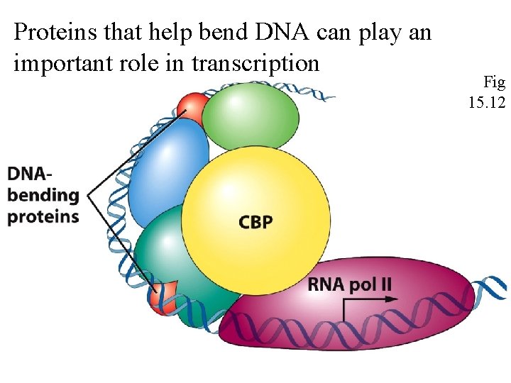 Proteins that help bend DNA can play an important role in transcription Fig 15.