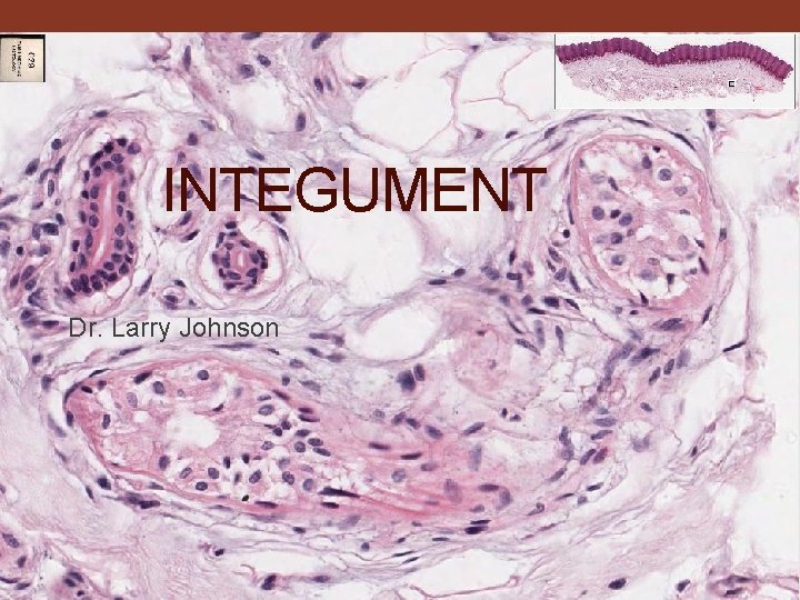 INTEGUMENT Dr. Larry Johnson 