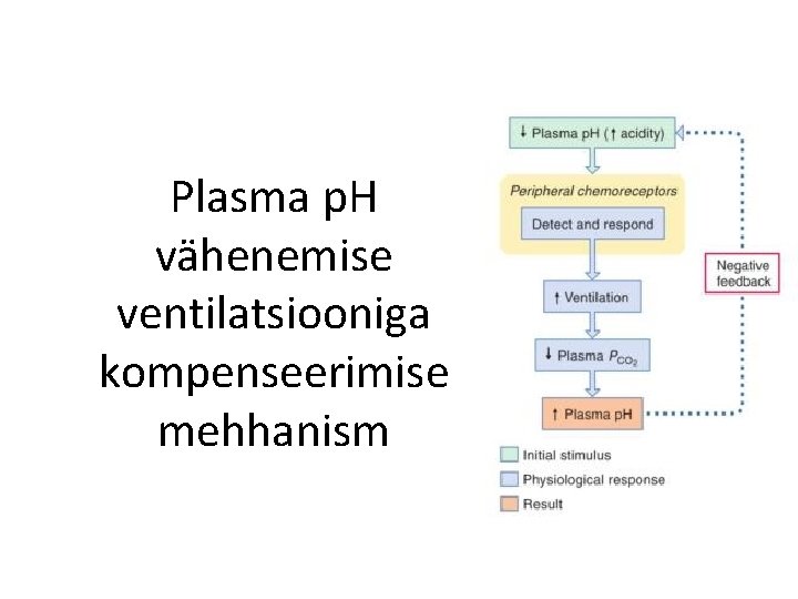 Plasma p. H vähenemise ventilatsiooniga kompenseerimise mehhanism 