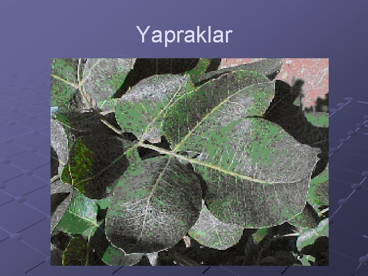 Yapraklar 