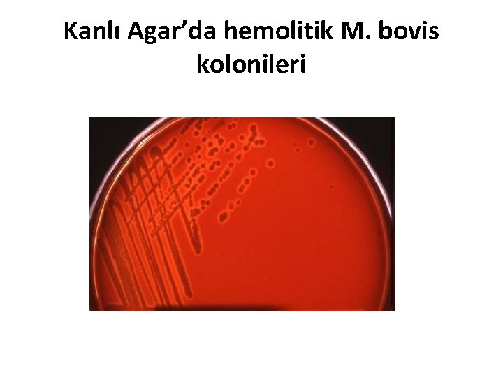 Kanlı Agar’da hemolitik M. bovis kolonileri 