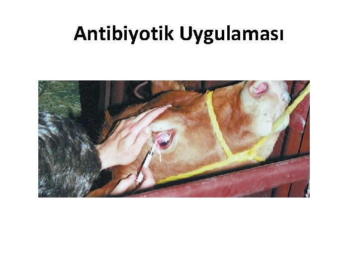 Antibiyotik Uygulaması 