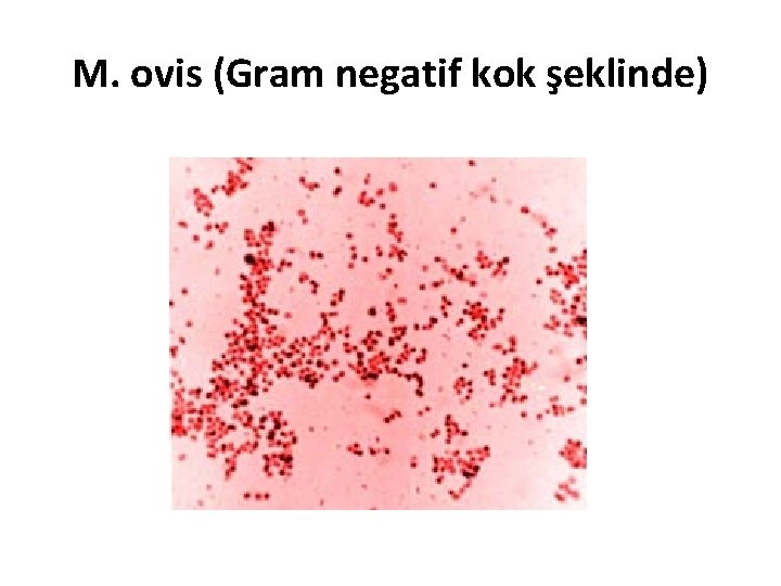 M. ovis (Gram negatif kok şeklinde) 