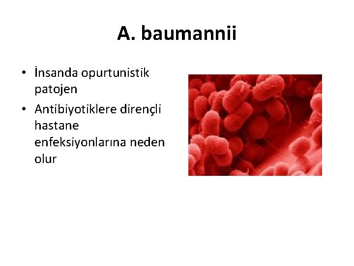 A. baumannii • İnsanda opurtunistik patojen • Antibiyotiklere dirençli hastane enfeksiyonlarına neden olur 