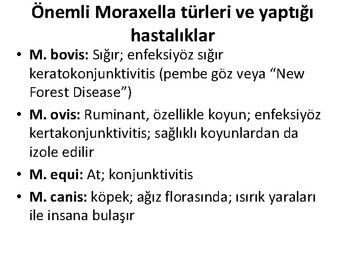 Önemli Moraxella türleri ve yaptığı hastalıklar • M. bovis: Sığır; enfeksiyöz sığır keratokonjunktivitis (pembe